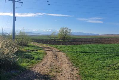 Teren agricol extravilan de 4500 mp, în Roșia - 7