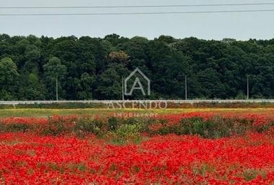 Vanzare teren 7.000 mp - Buftea, zona Tămași | lângă pădure - 3