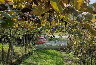 Casă cu 3 camere în Licurici - 6