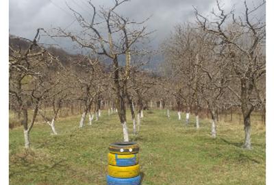 Casa cu mansardă și livada - 7