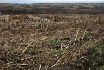 Teren intravilan, 5000 mp, Siret - 3