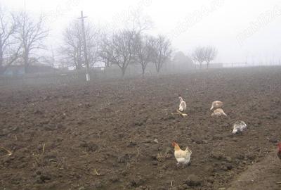 De vanzare casa ?i gradina cu diverse anexe De vanzare casa ?i gradina cu diverse anexe - 9