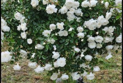 CASA 6 camere cu TEREN 7.3 HECTARE Zvoristea, Suceava - 7