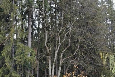 Teren intravilan de vanzare in Predeal, - 1