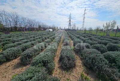 Spa?iu industrial in Galati, zona Barbosi - Tirighina, DN2B - stradal Spa?iu industrial in Galati, zona Barbosi - Tirighina, DN2B - stradal - 18