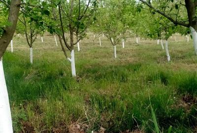 Teren de 3000 mp, în Odaia Manolache - 1