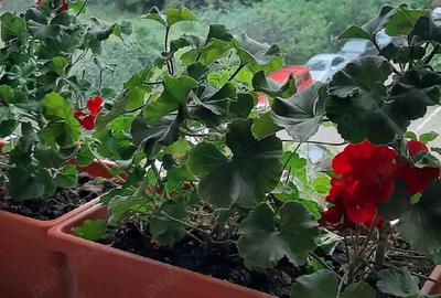 PROPRIETAR vand ap 2 cam, et 2 in vila. Parcare. Bacau - 9