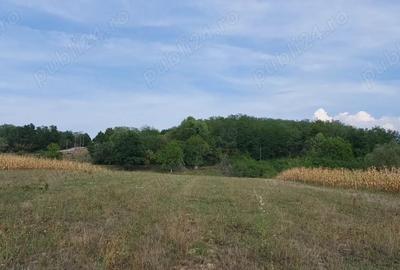 Teren de 18000 mp, în Drăgești - 1