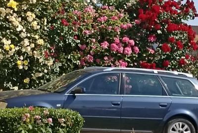 Vilă vintage modern, deosebită, de vanzare, zona Grigorescu, Oradea - 16