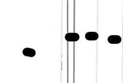 Spațiu comercial, în Ciobani - 10