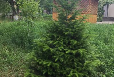 Casa de vanzare Parscov, Buzau - 2