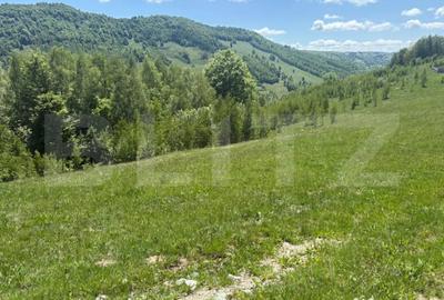Teren în Muntele Băișorii