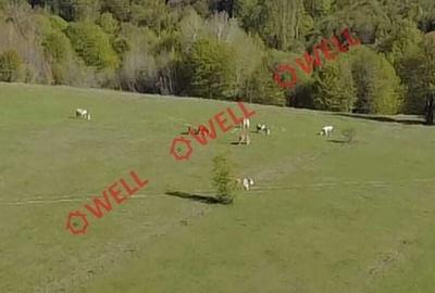Teren de 2702 mp, în Vama Buzăului - 8