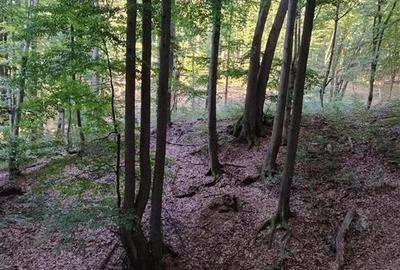 Teren extravilan de 19800 mp, în Țebea - 2