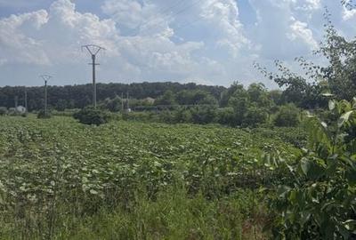 Teren de 2500 mp, în Snagov - 5