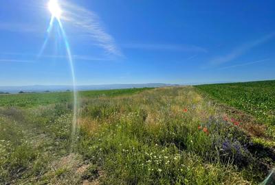 Teren agricol extravilan de 2700 mp, în Pâclișa - 1