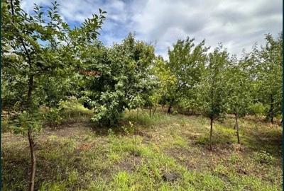 Casă cu 4 camere cu Teren 1700 Mp în Pietroasele - 5