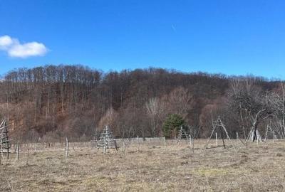 Teren agricol extravilan de 1542 mp, în Cicănești