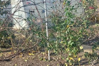 Casă cu 3 camere cu Teren 2000 Mp în Platonești - 5