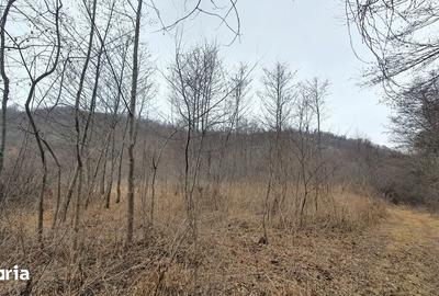 Teren de 2800 mp, în Sovata - 1