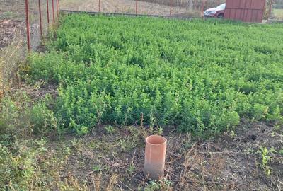 Teren agricol intravilan de 2500 mp, în Răscruci - 2