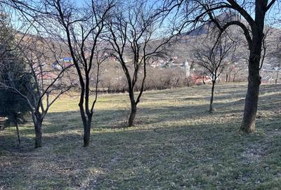 Teren de 5000 mp, în Gârcina - 6
