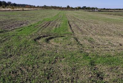 Teren agricol extravilan de 5054 mp, în Săbăreni - 2