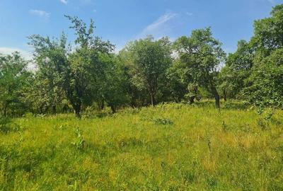 Teren de 12922 mp, în Loamneș - 2