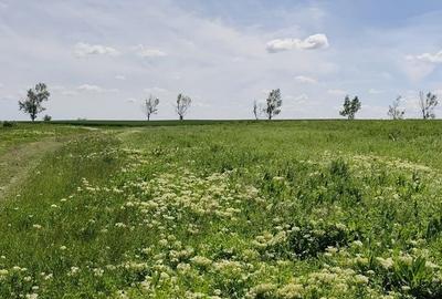 Teren Construcții intravilan de 450 mp, în Frumușani - 6