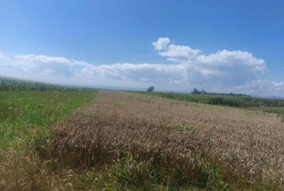 Teren intravilan, 10000mp, zona Maneuti, Radauti - 7