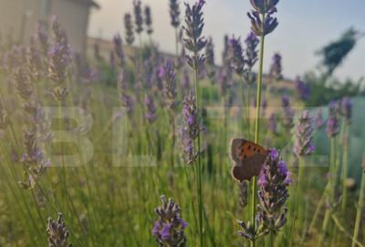 Teren intravilan de vanzare, 951 mp, Bucovat, sat Sarbatoare - 6