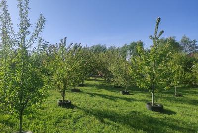 Casă individuală cu 5 camere cu Teren 3330 Mp în Central - 6