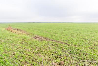 CERNICA - POSTA - TEREN INTRAVILAN CONSTRUCTII 15000 MP! - 13