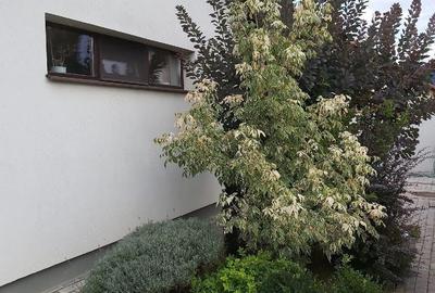 Casă cu Teren 350 Mp în Central - 1