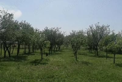 Casă cu 2 camere cu Teren 1700 Mp în Husasău de Tinca - 7