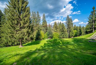 Teren intravilan cu potential turistic si de agrement, zona Trei Brazi - 26