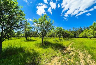 Teren Construcții intravilan de 6865 mp, în Cotmeana - 7