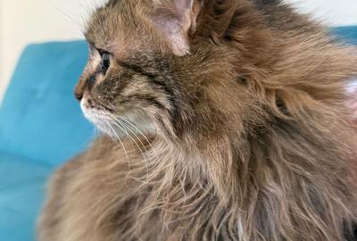 Teren de 9400 mp, în Ciolpani - 4