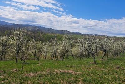 Teren Construcții extravilan de 26000 mp, în Valea Sicheviței - 2