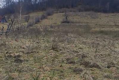 Teren de 20000 mp, în Râu Sadului - 3