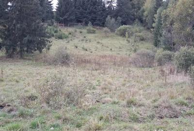 Teren de 6999 mp, în Panaci - 1