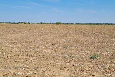 Teren intravilan de 35264 mp, în Buftea - 11