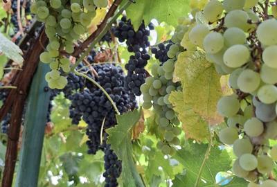 Casă cu 4 camere în Central - 5