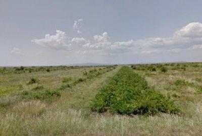 Teren de 6390 mp, în Cernătești - 4