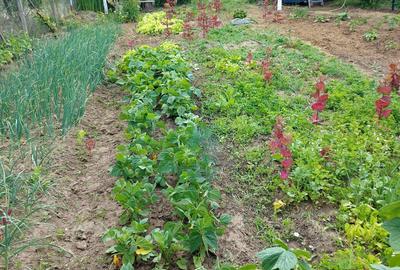 Casă cu 3 camere în Ivănești - 1