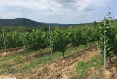 Teren de 650000 mp, în Zărnești - 2
