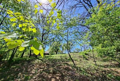 Teren de 2081 mp, în Dobrița - 6