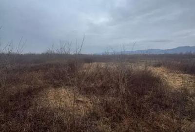 Teren de 8200 mp, în Tăuții-Măgherăuș - 2