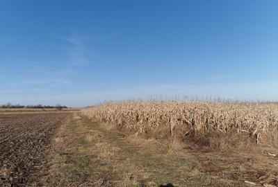 Teren de 5100 mp, în Horodnic - 2