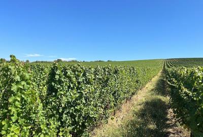 Vie de 115 Hectare în satul Dud, județul Arad - 4